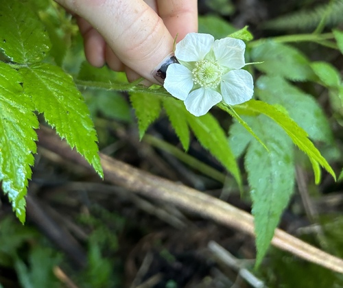 Rubus rosifolius observed 2024-09-11