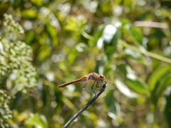 Sympetrum madidum