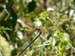 Sympetrum madidum
