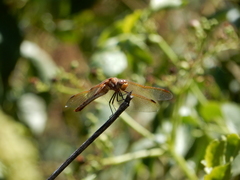 Sympetrum madidum