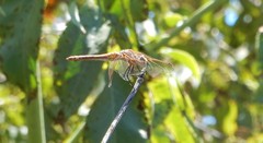 Sympetrum madidum