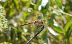 Sympetrum madidum