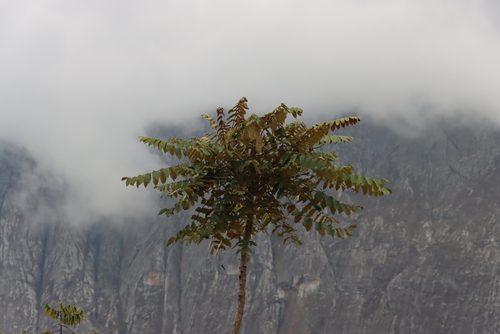 Image of Polyscias fulva by (c) Tony Rebelo, some rights reserved (CC BY-SA)