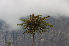 Polyscias fulva, photograph (c) Tony Rebelo, some rights reserved (CC BY-SA)