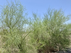 Parkinsonia florida