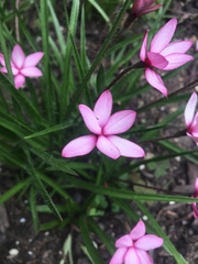 Rhodohypoxis