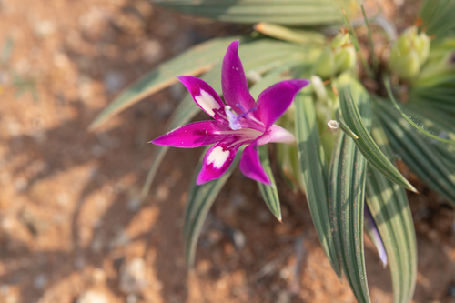Babiana curviscapa