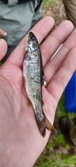 Salmo salar