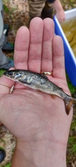 Salmo salar