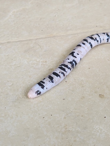 Speckled Worm Lizard, Amphisbaena fuliginosa