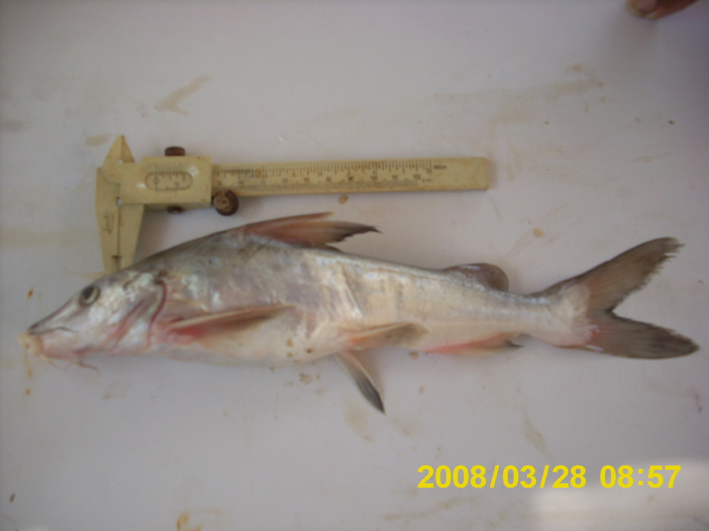 Lacandon sea catfish (Potamarius nelsoni) — Ariidae