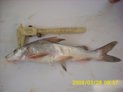 Potamarius nelsoni