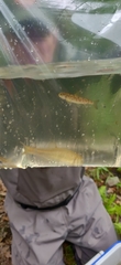Salmo salar