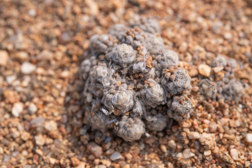 Anacampseros filamentosa