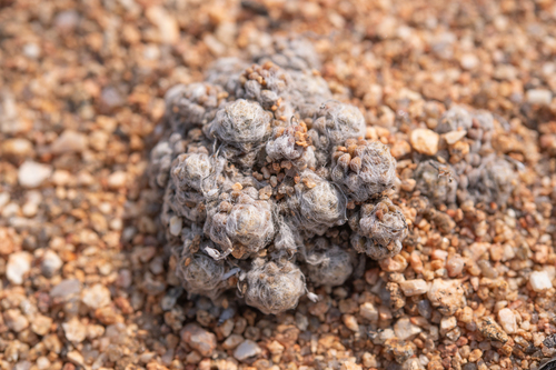 Anacampseros filamentosa