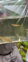 Salmo salar