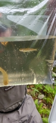 Salmo salar