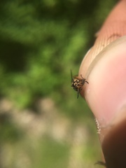 Chrysops univittatus