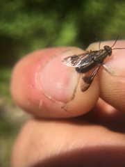 Chrysops univittatus