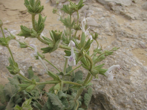 Palestinian Sage (Salvia palaestina)