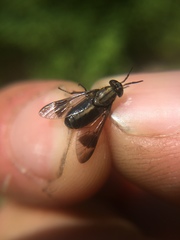 Chrysops univittatus