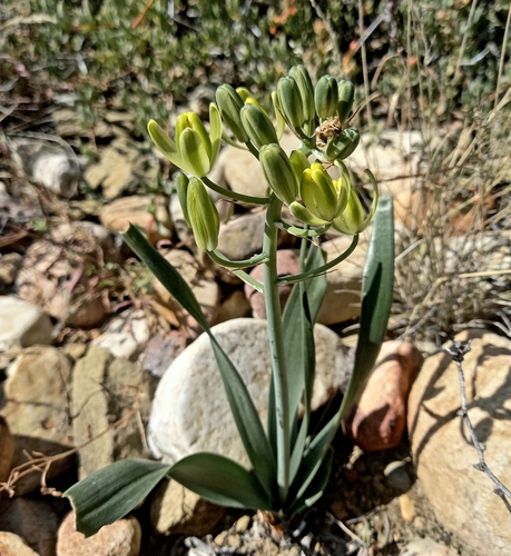 Albuca schoenlandii