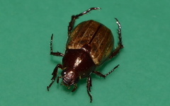 Paranomala testaceipennis