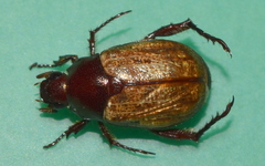Paranomala testaceipennis