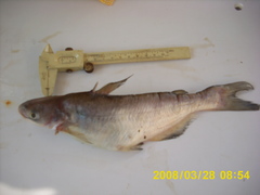 Ictalurus meridionalis