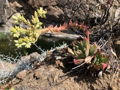 Dudleya candelabrum