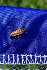 Leptopterna dolabrata