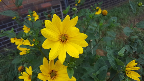 Helianthus × laetiflorus, photograph 3