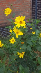 Helianthus × laetiflorus, photograph author not stated, no rights reserved