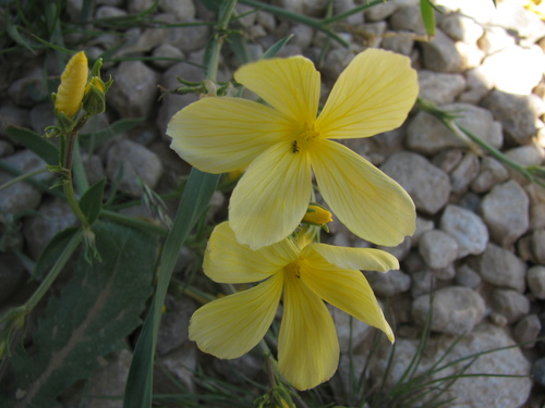 Linum mucronatum, photograph 3
