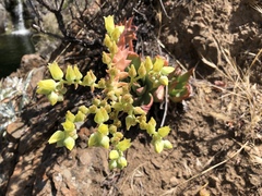 Dudleya candelabrum