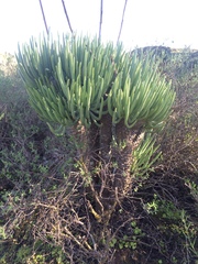 Tylecodon cacalioides