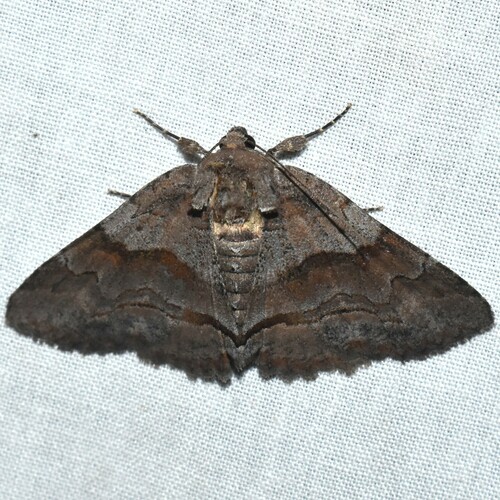 Oblique and Brown-spotted Zale Moths and Allies photo 5