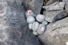 Epithelantha unguispina