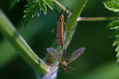 Nephrotoma appendiculata