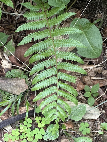 Image of Dryopteris crassirhizoma by (c) Rosario, some rights reserved (CC BY)