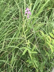 Desmodium illinoense