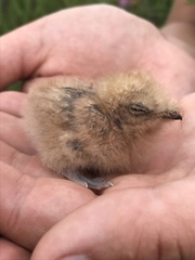 Phalaenoptilus nuttallii