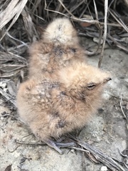 Phalaenoptilus nuttallii