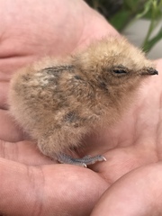 Phalaenoptilus nuttallii