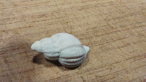 Xymenopsis muriciformis observed 2024-09-18