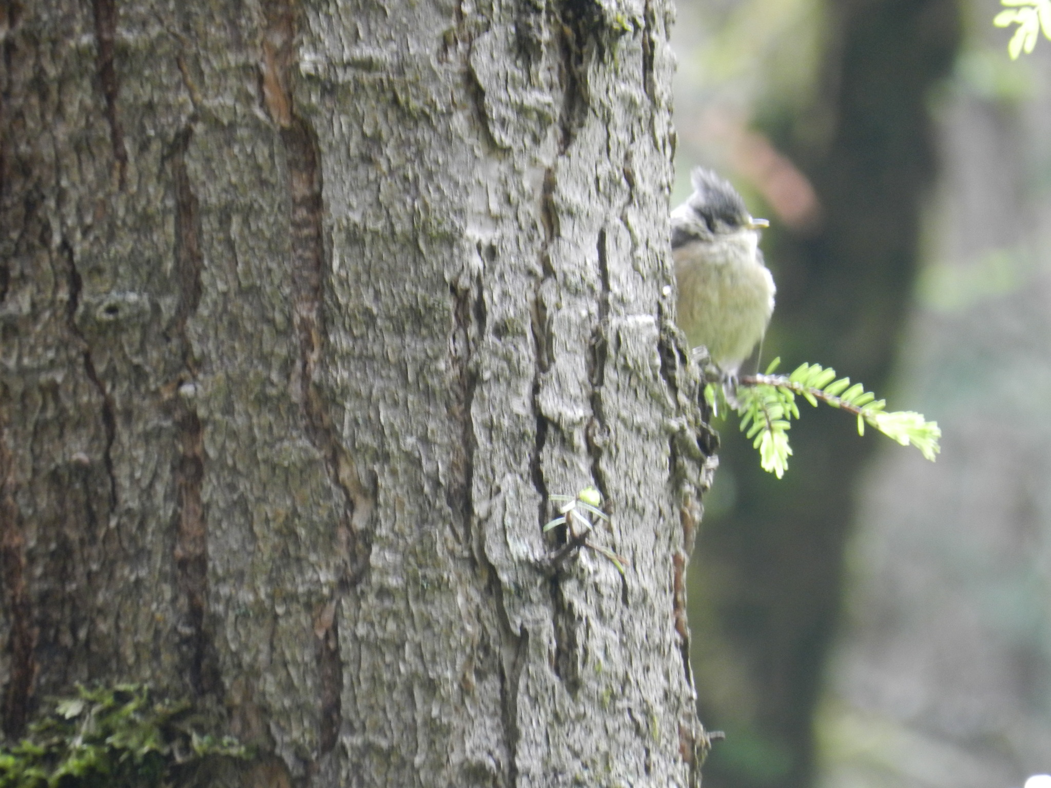 Grey-crested Tit