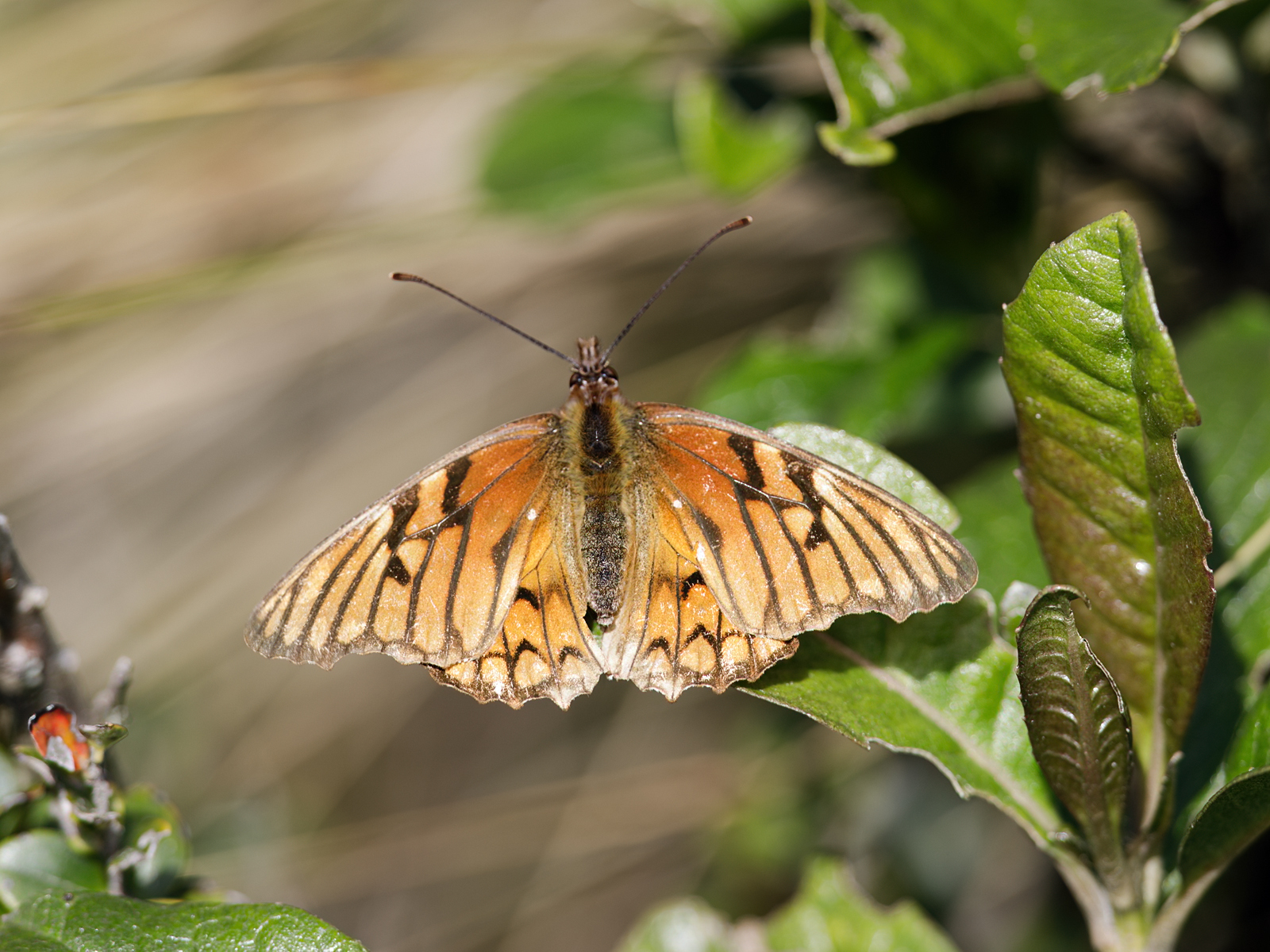 Heliconiinae image