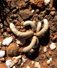 Anacampseros papyracea