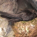 Black Swift - Photo (c) Aaron Maizlish, some rights reserved (CC BY-NC)
