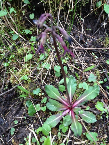 Primula tangutica, photograph 2